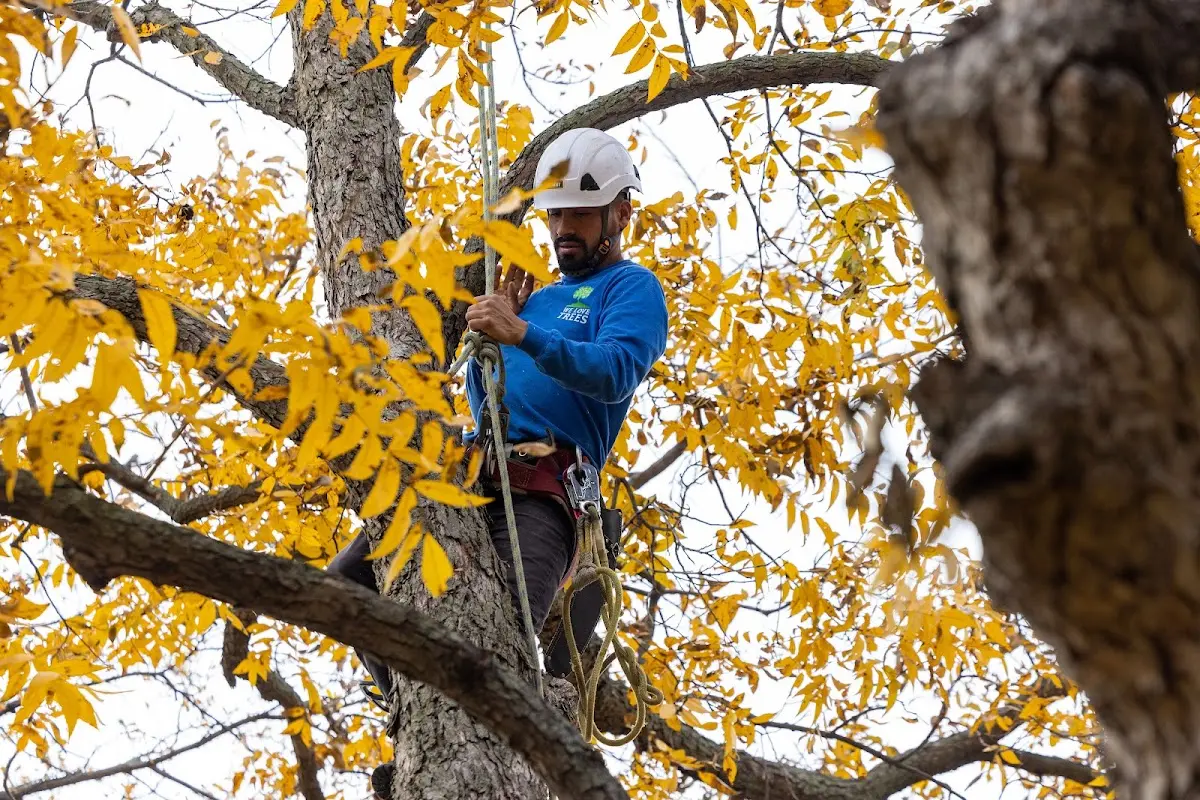 Skilled Tree Transplanting crew working in Stratford